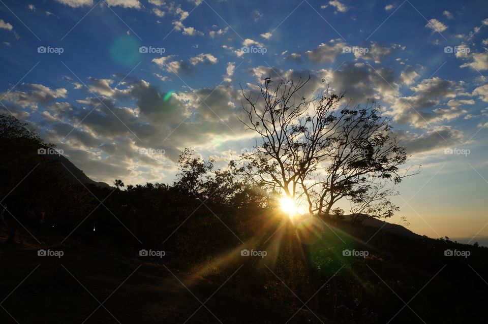 sunset and trees 