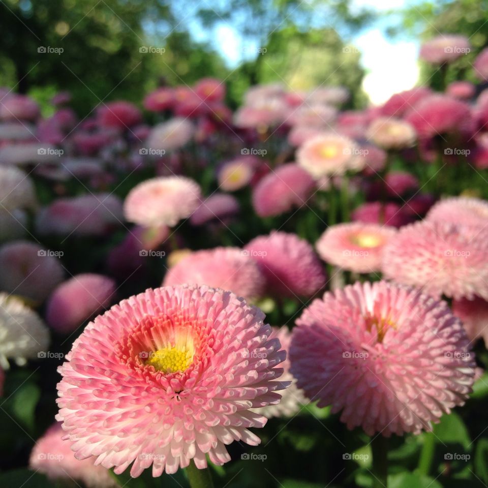 Blooming daisy flowers 