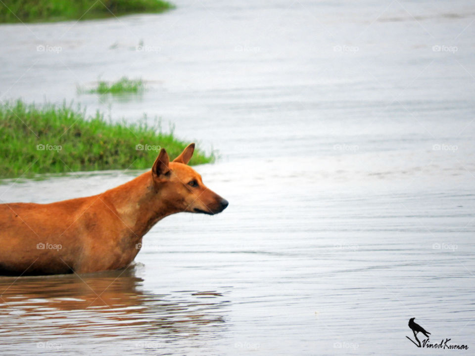 dog#mahiriver#Vadodara