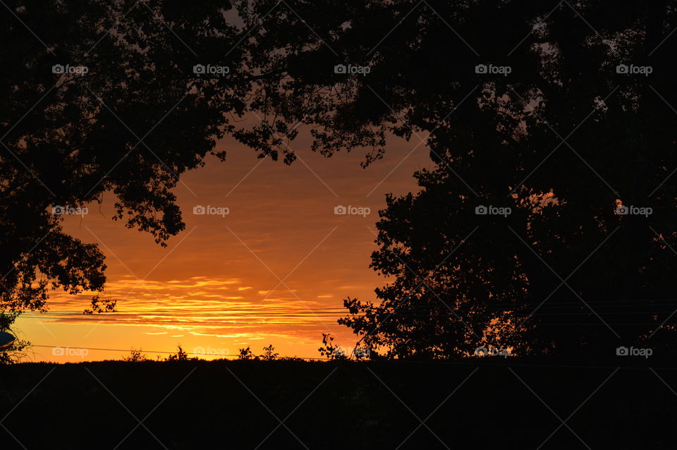 Silhouette of tree during sunset