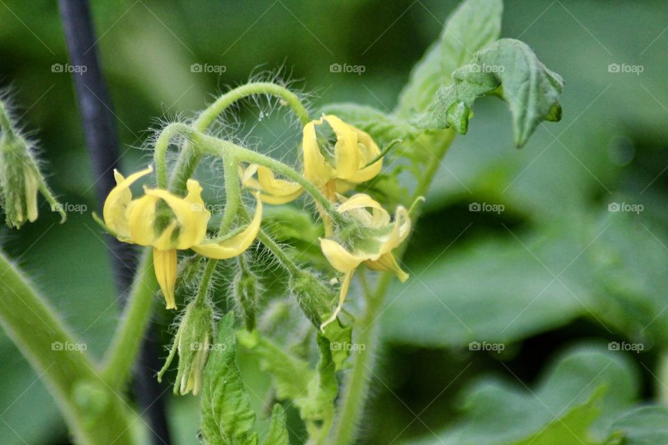 Tomato Blooms