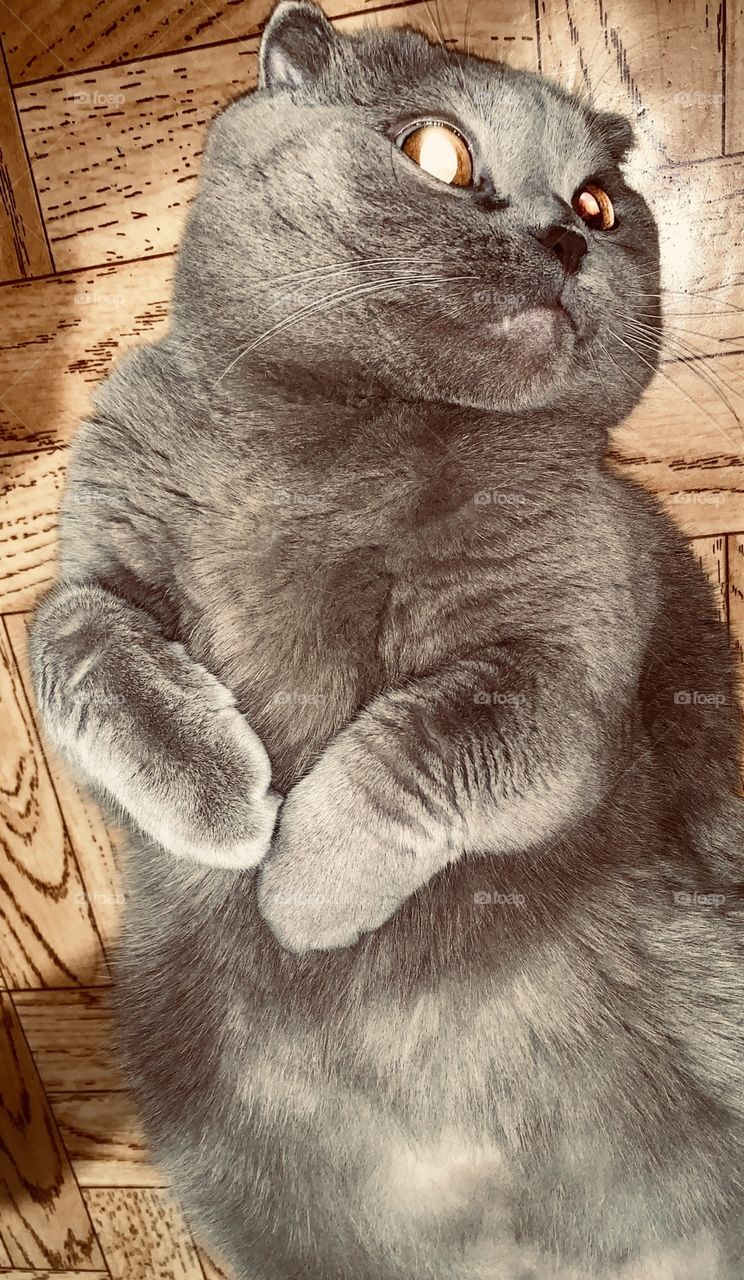 fluffy gray fat cat lies on the back up legs