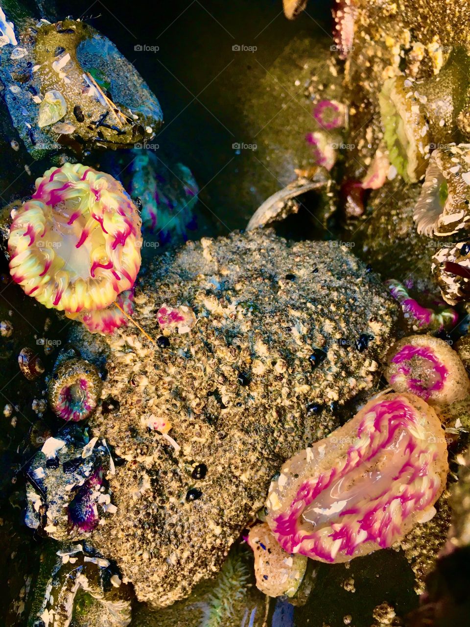 Anemones at low tide