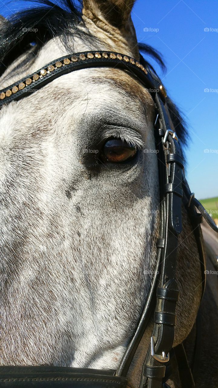beautiful horse eye