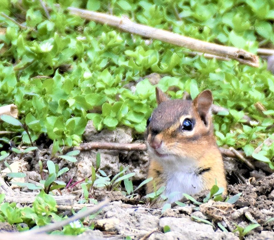 Chipmunk peeking out of its hole