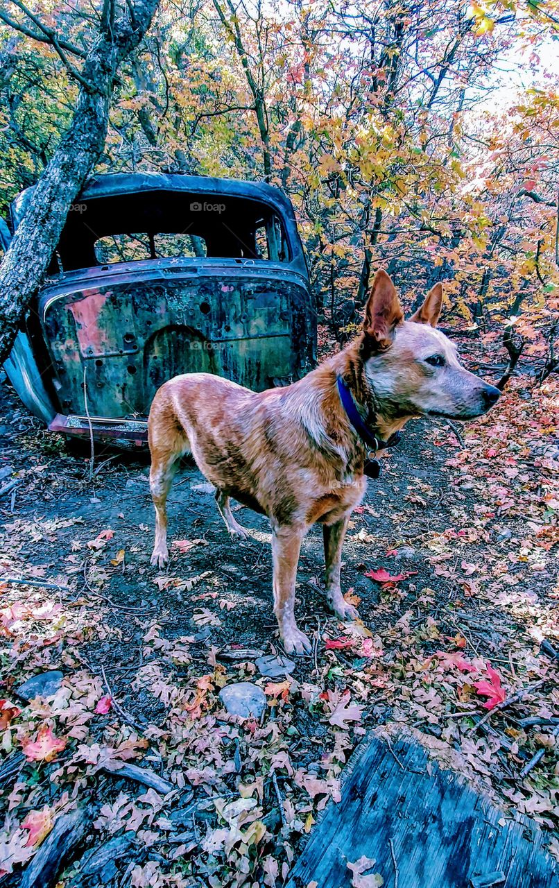 dog and abandoned old car