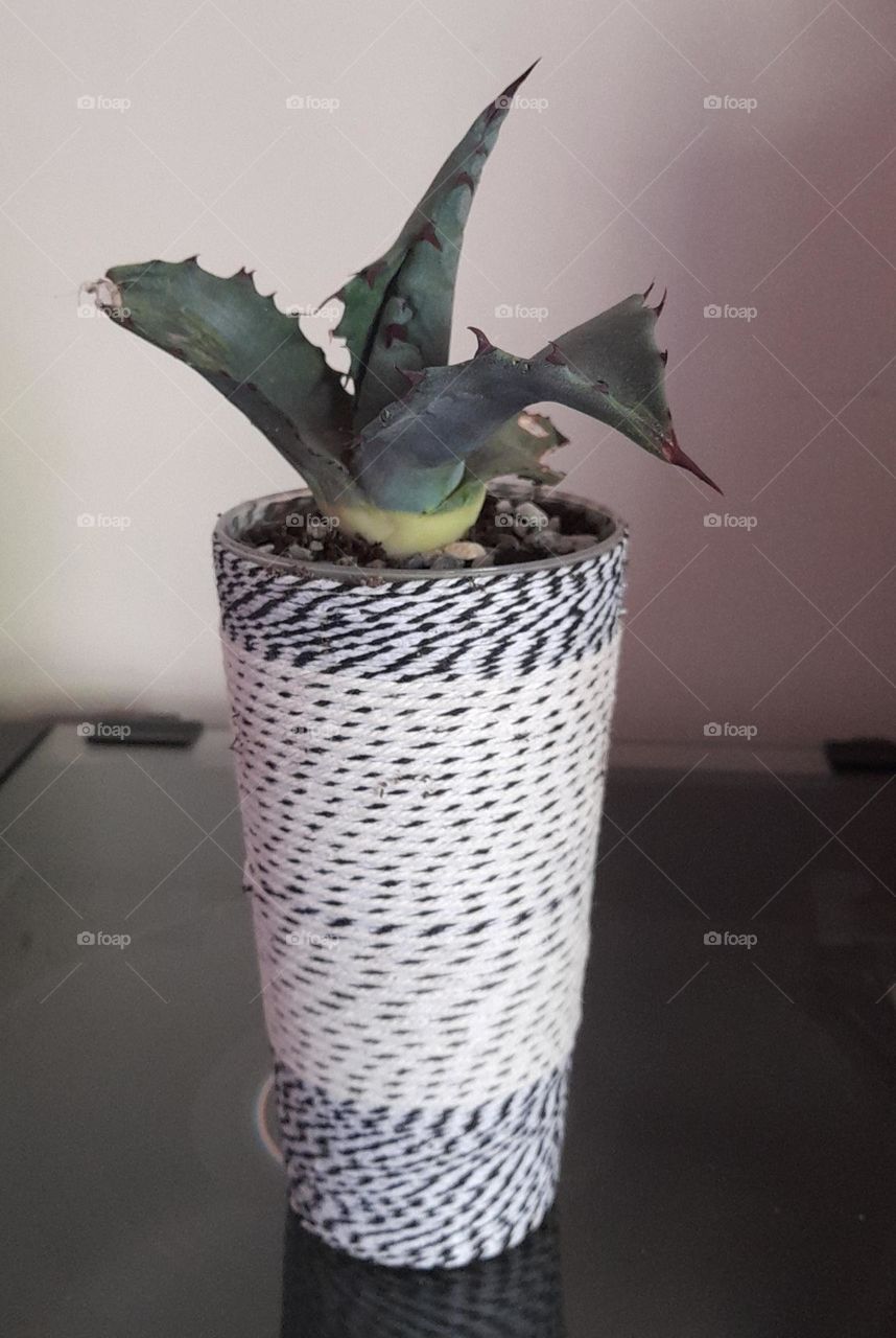 mes pots customisés