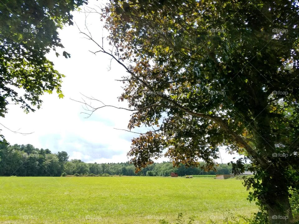 Farm field near roadway, trees all around.