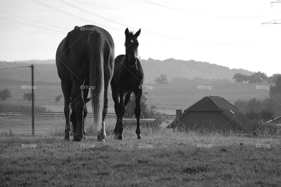 Colt and mare