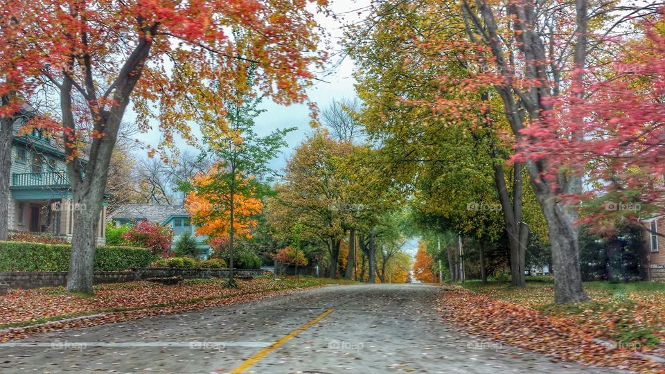 Tree Lined in Autumn Colors