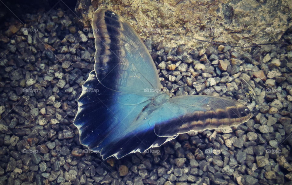 butterfly