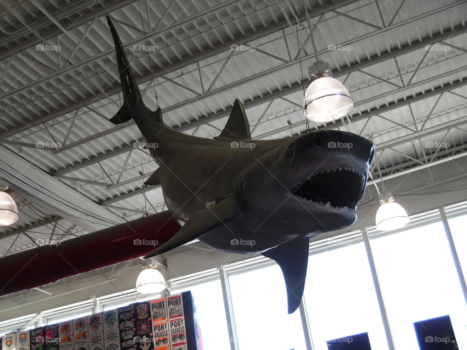 shark tank. This is a picture of a shark that I saw while on vacation in Port Aransas Texas