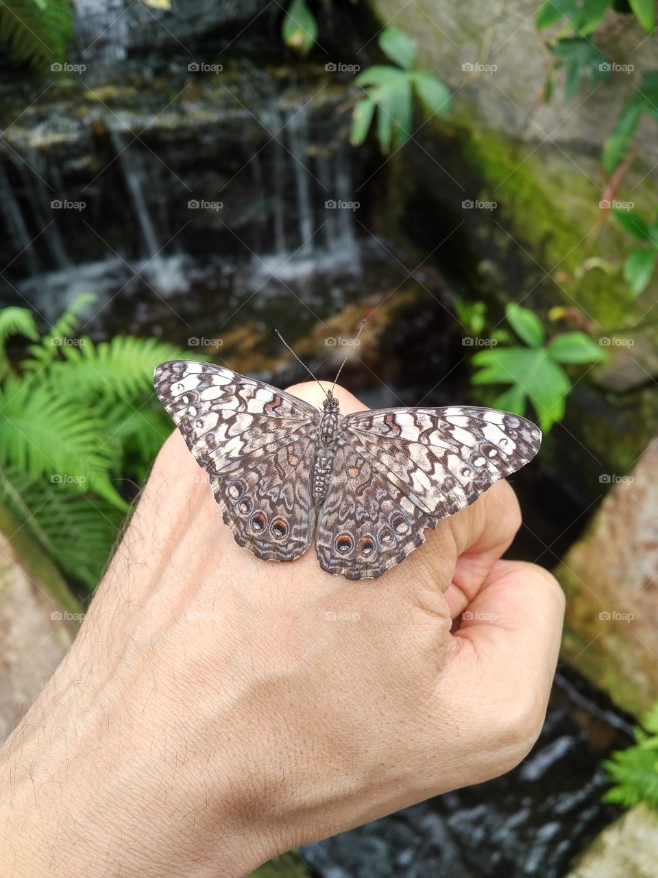 Butterfly sanctuary Niagara Falls Canada