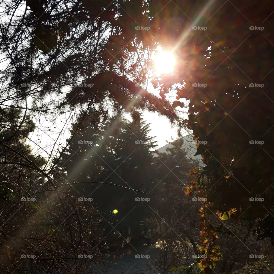 nature