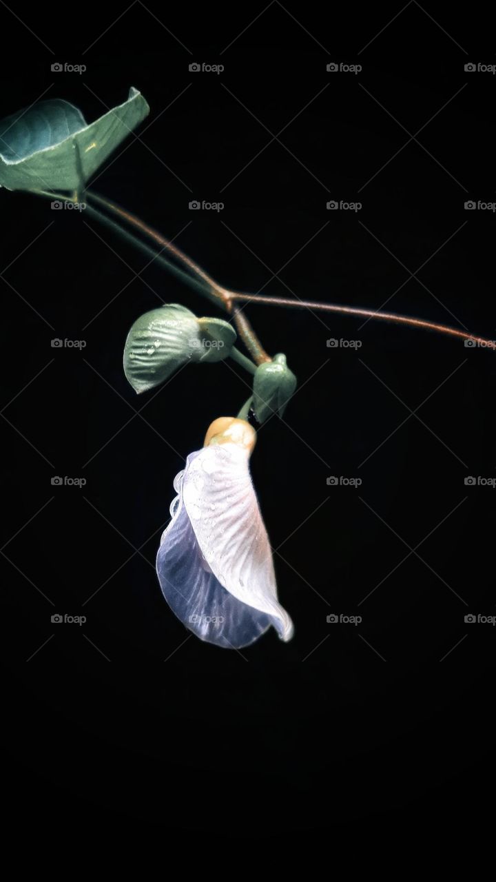 flower bell with rain drop