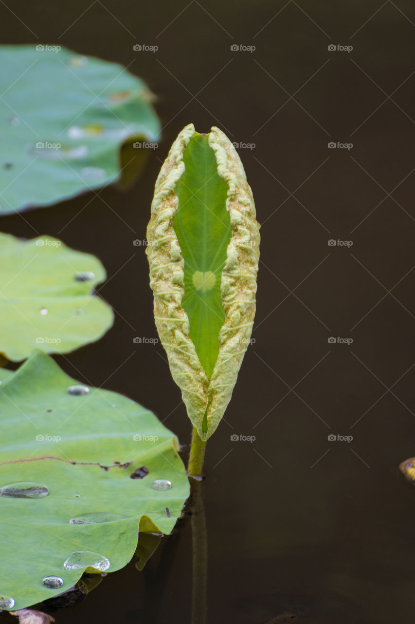 Unusual green water lily with drops of transparent water in a pond