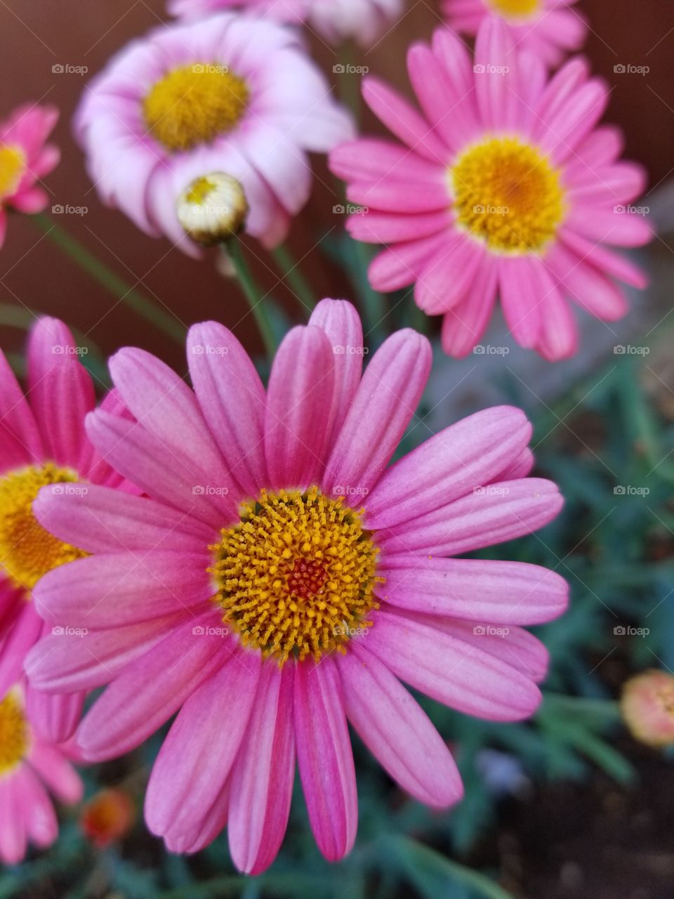 perfect pink flower