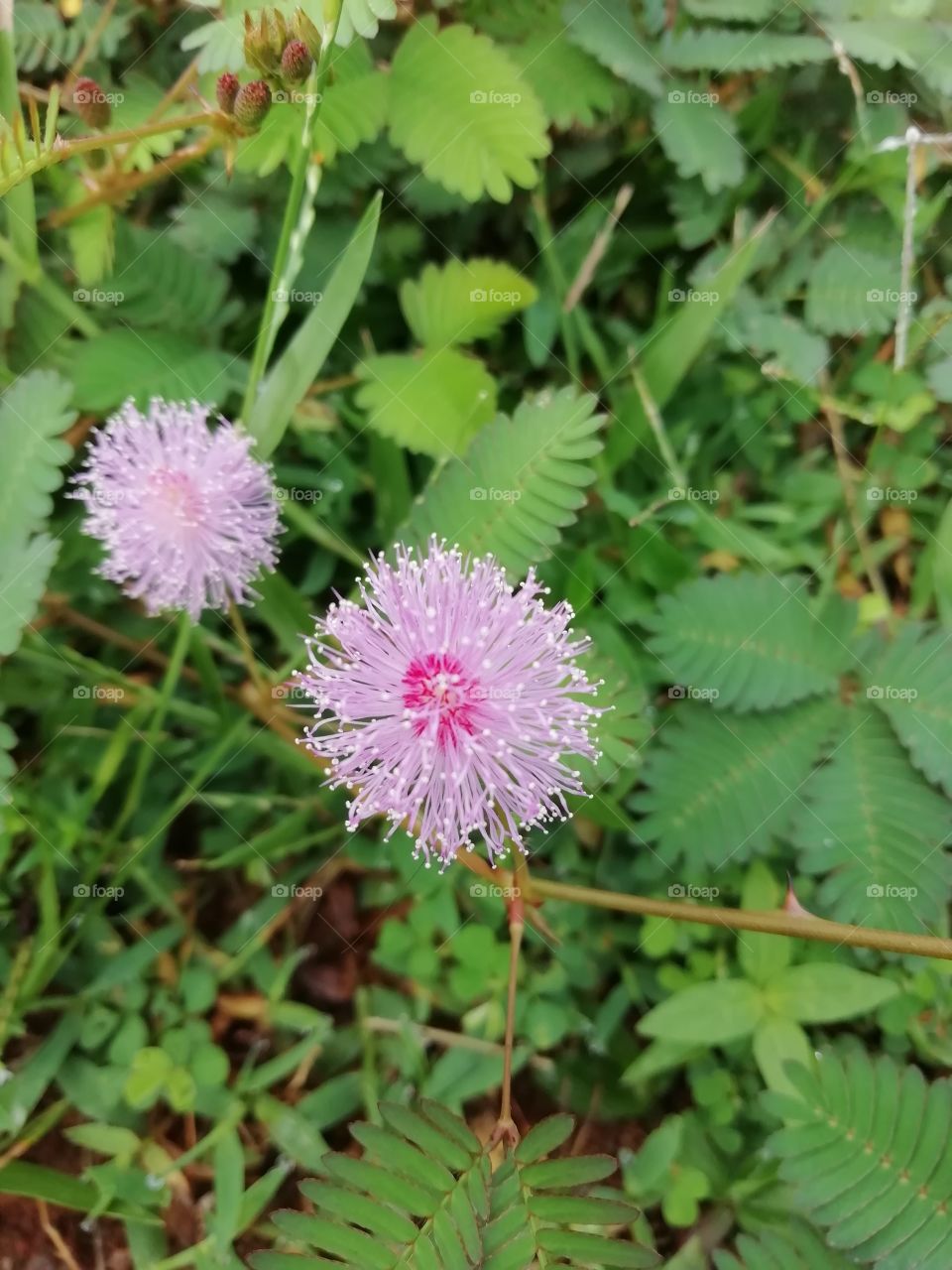 Slang name we call it nidikumba