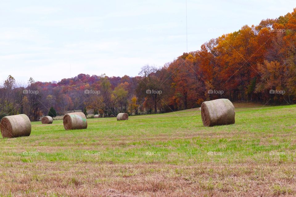 It’s that time of year! Time to make some hay