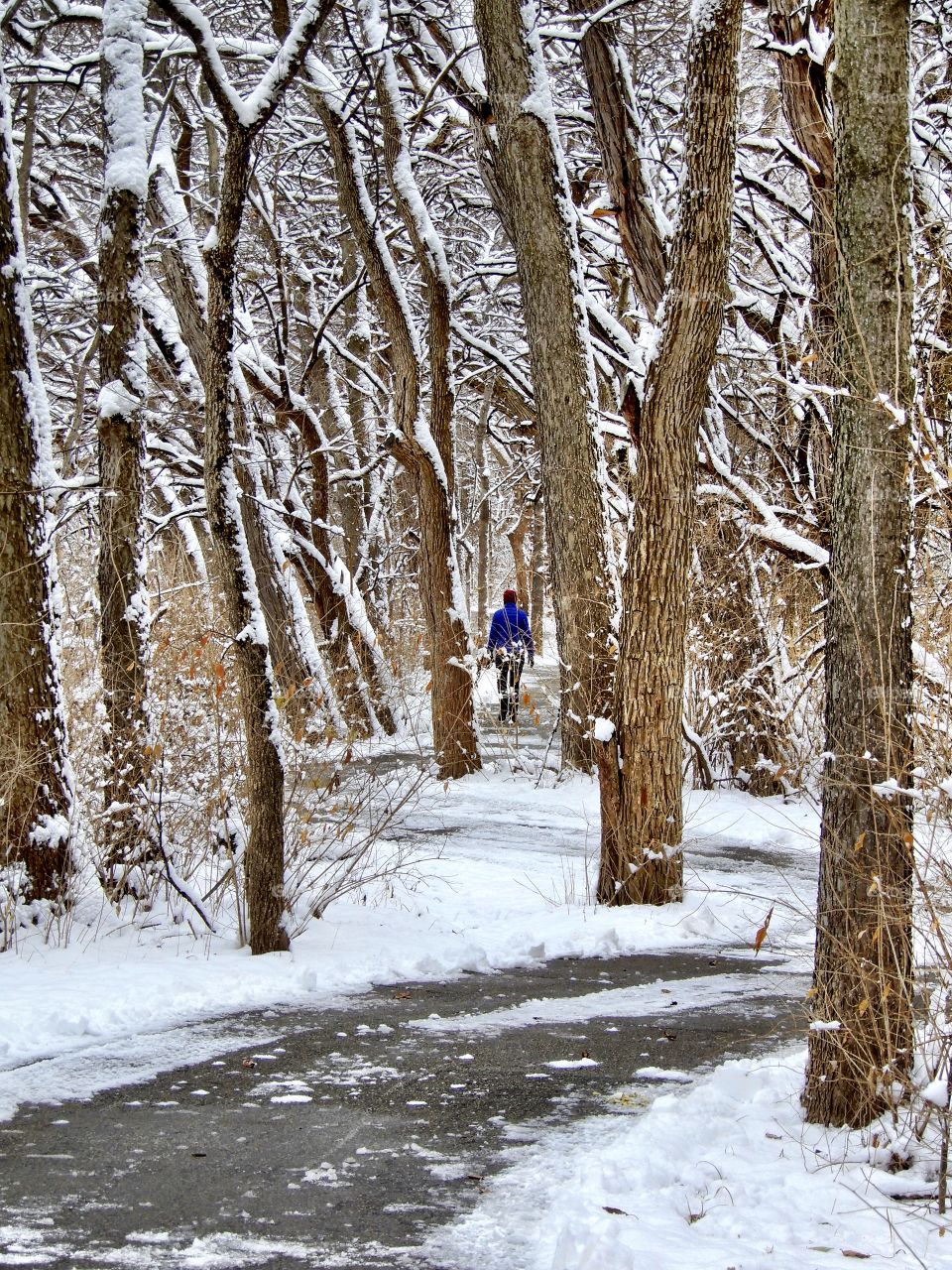 Winter in the forest on a trail in indiana 