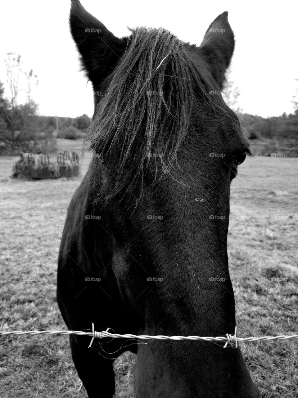 Up close and personal with the horse in black and white