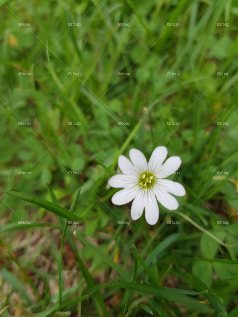 little spring flower