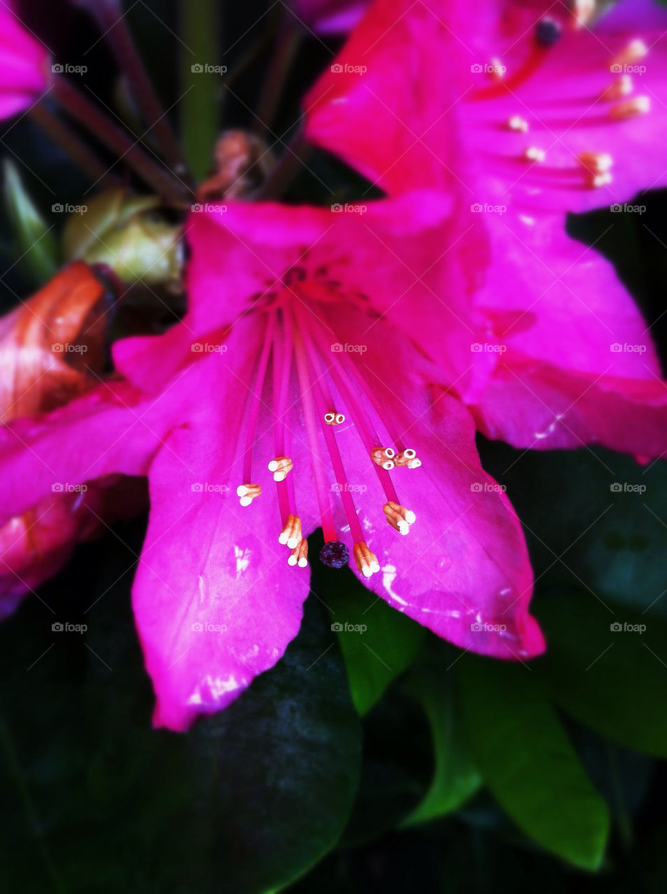 green pink flower summer by mirre