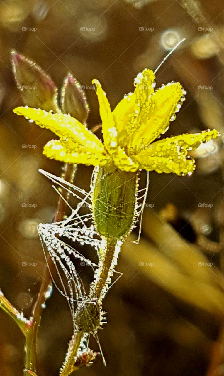 Nature, No Person, Leaf, Flora, Outdoors