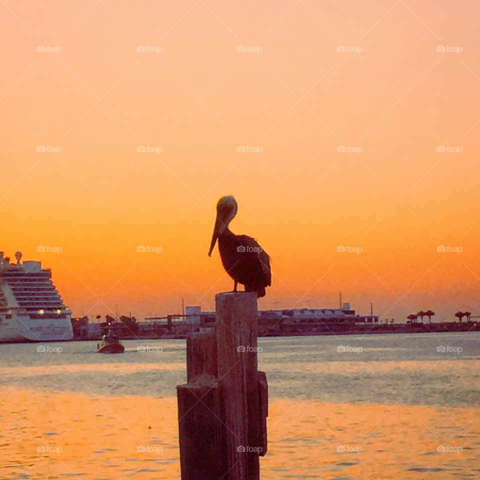 Sunset pelican 