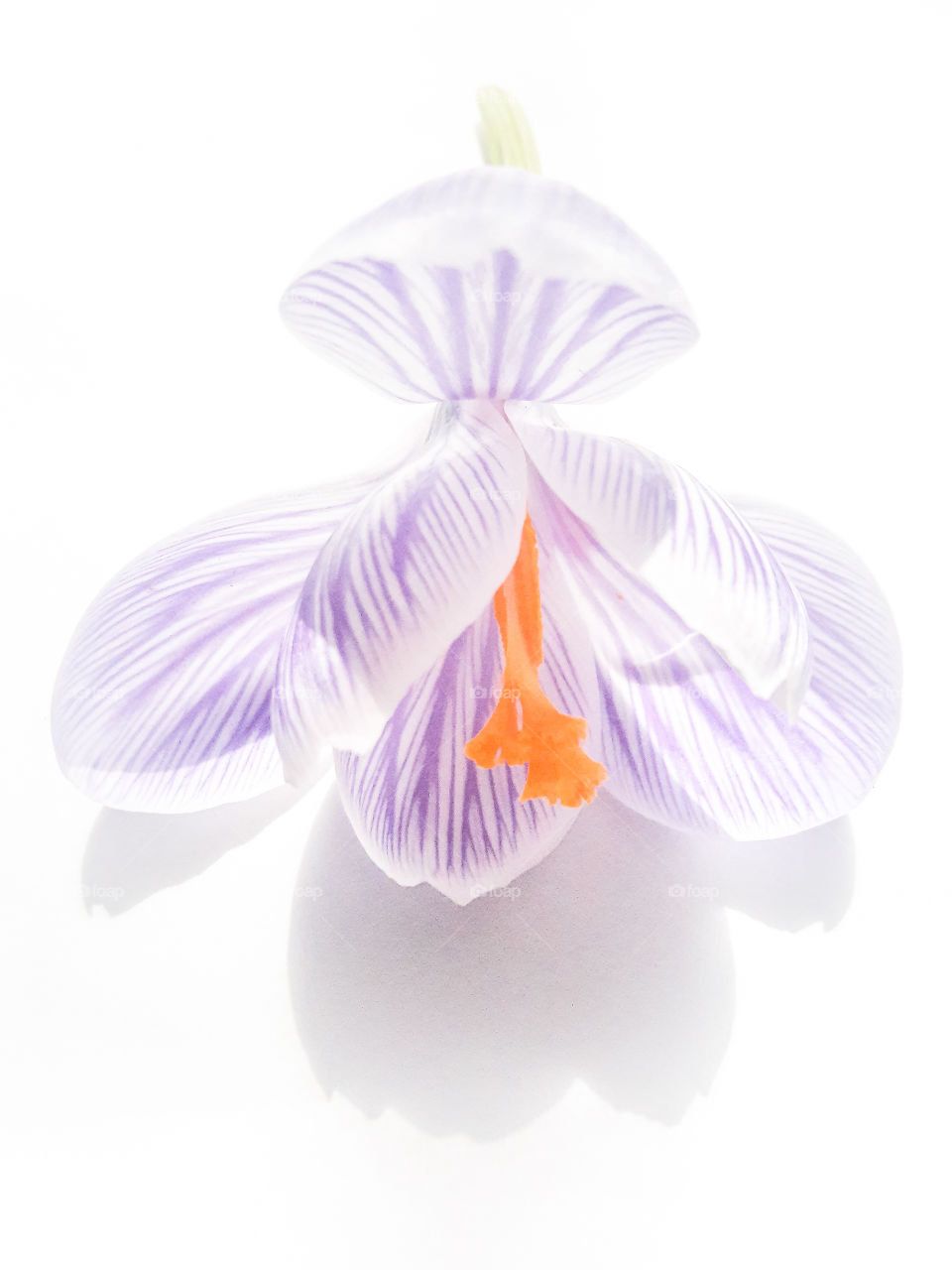 Bright and elegant lighting draw your attention to the purple stripes of this crocus flower.