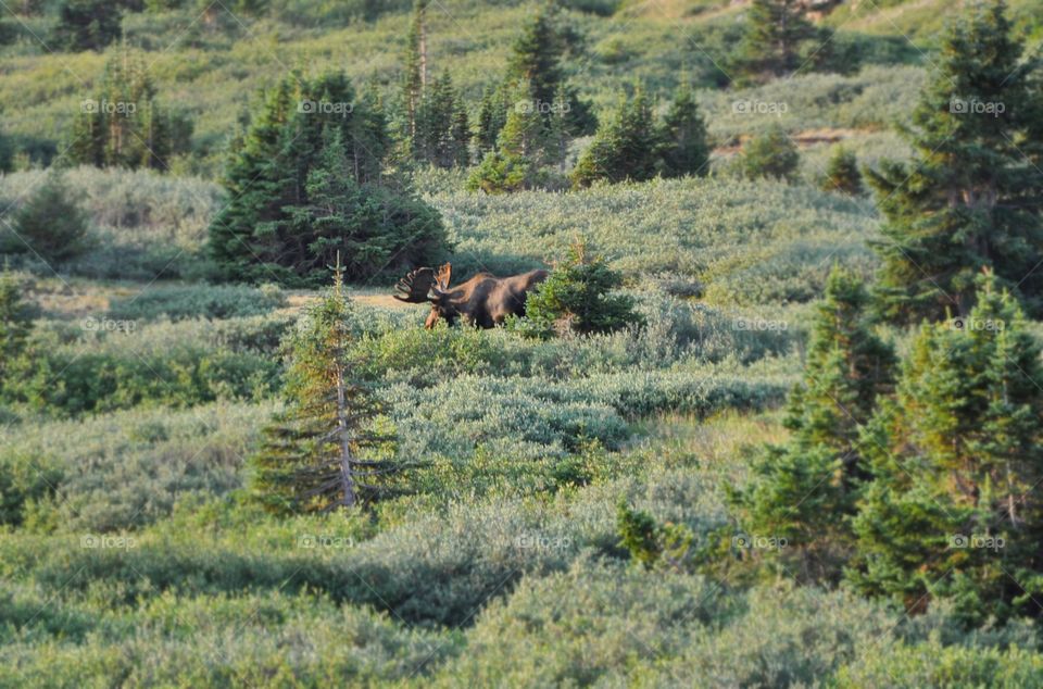 A bull moose grazes in the early hours in the green mountains of Colorado’s high peaks.
