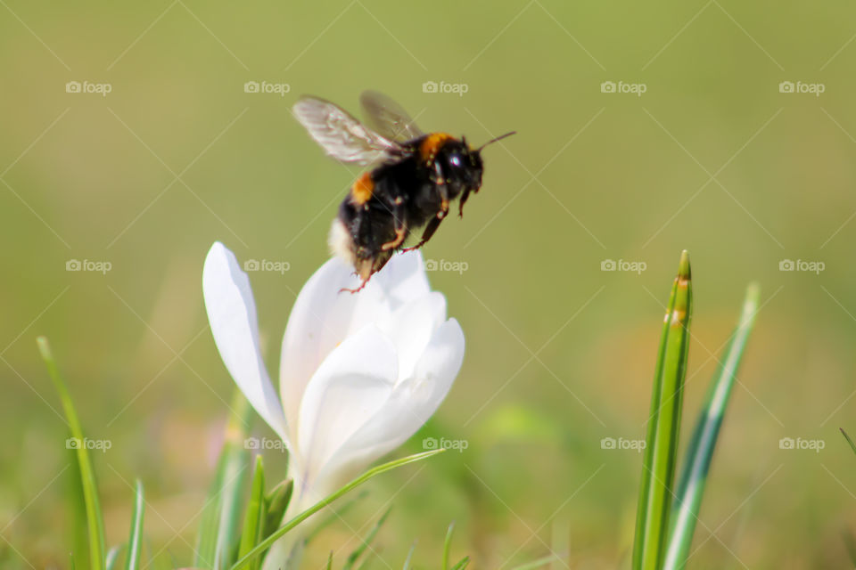 Spring is coming with flowers and bees