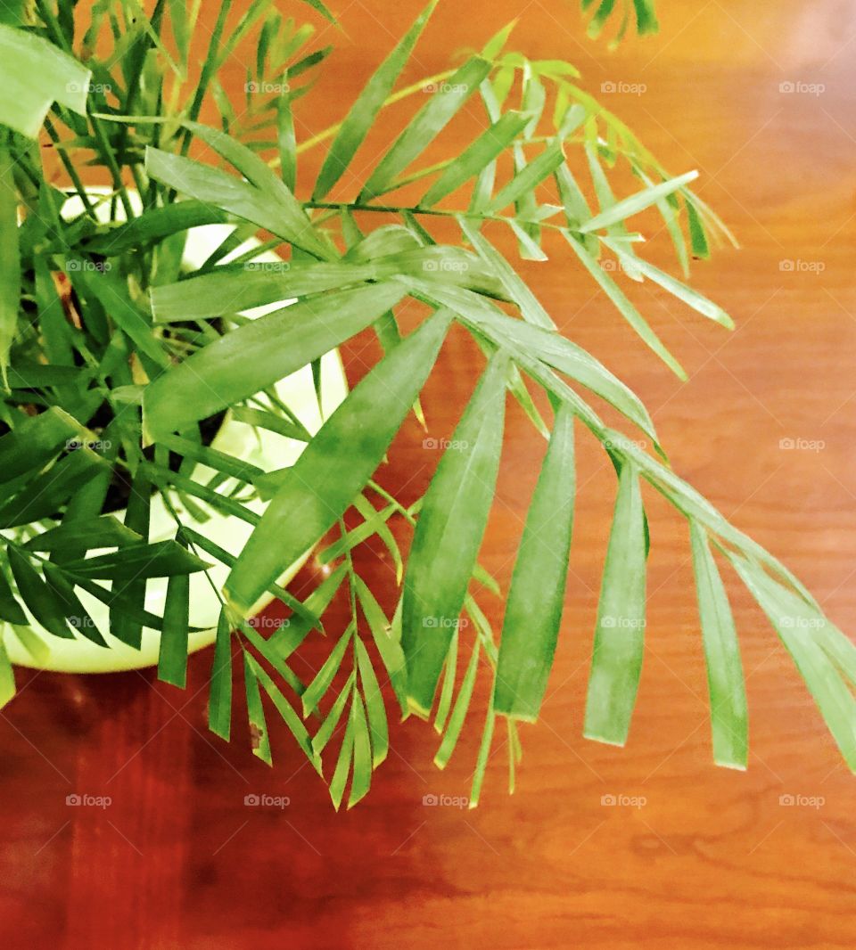 Close-Up leaves