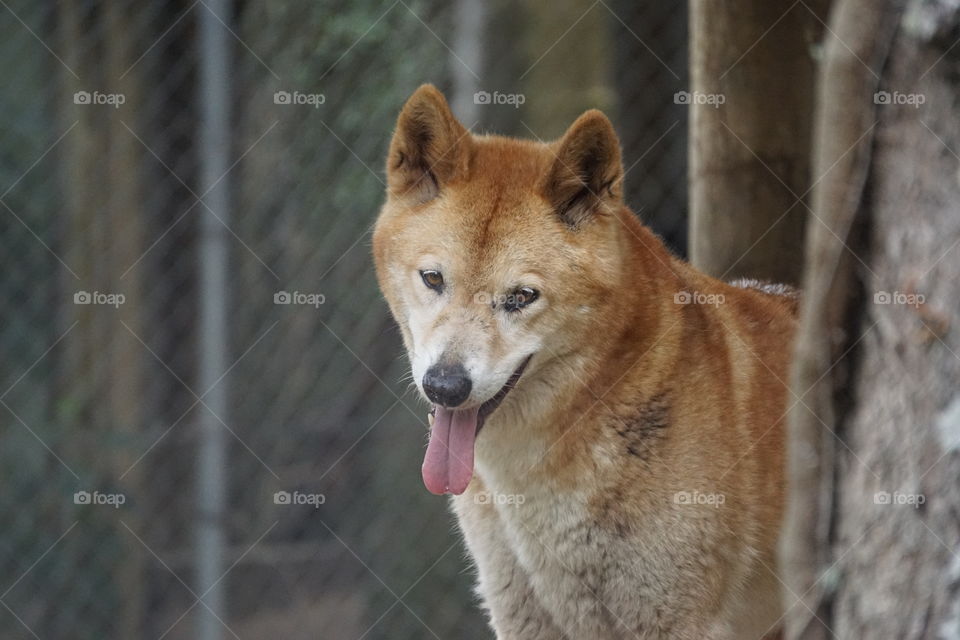 Dingo