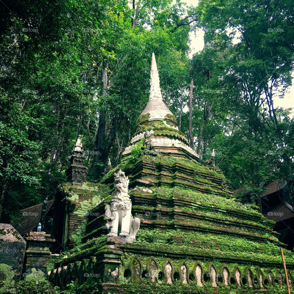 Pagoda in the forest 