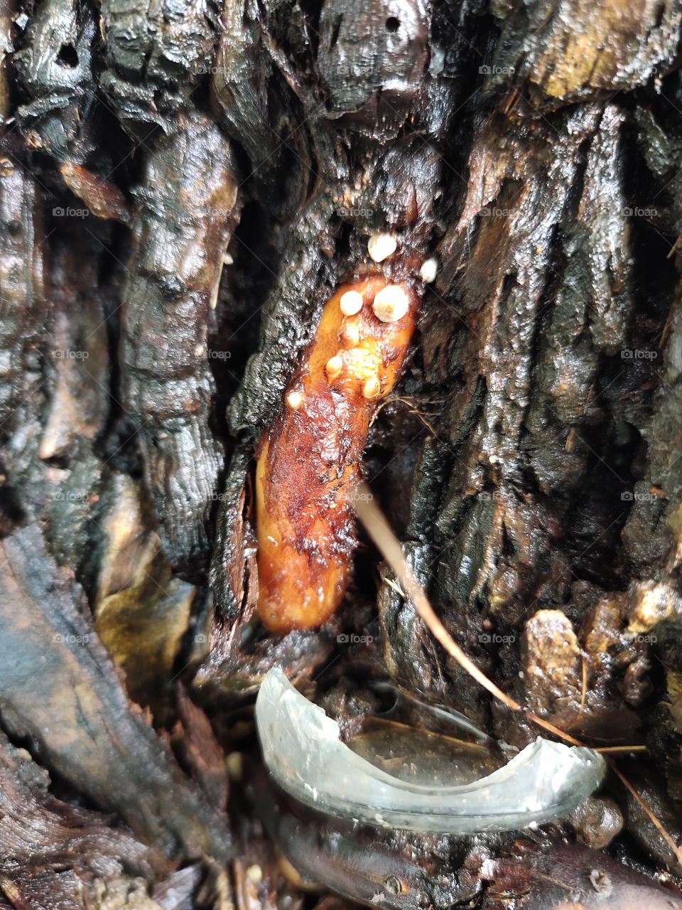 Stunning Beauty
Root s of Tree
Amber 
👁️📷