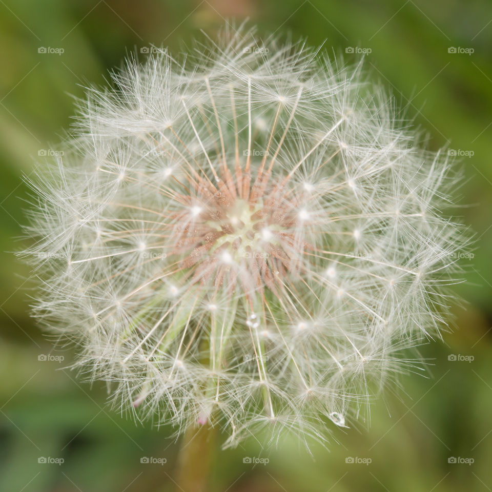 Dandelion macro