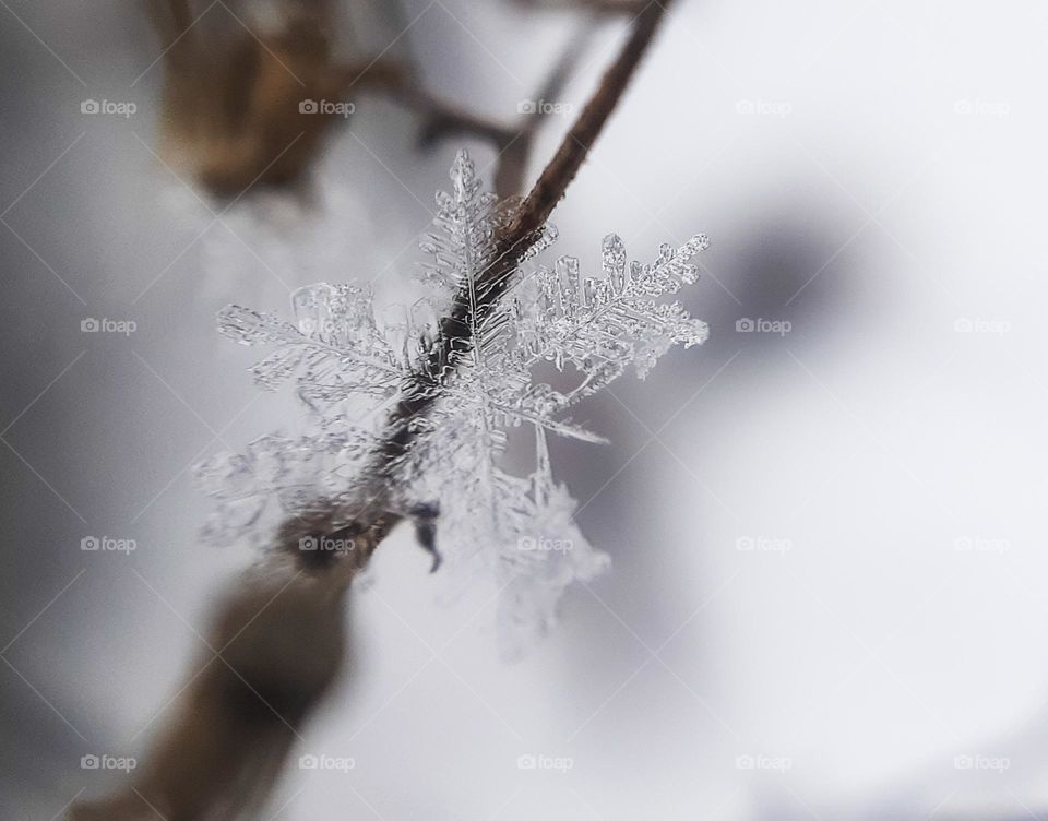 Macro photo of a snowflake