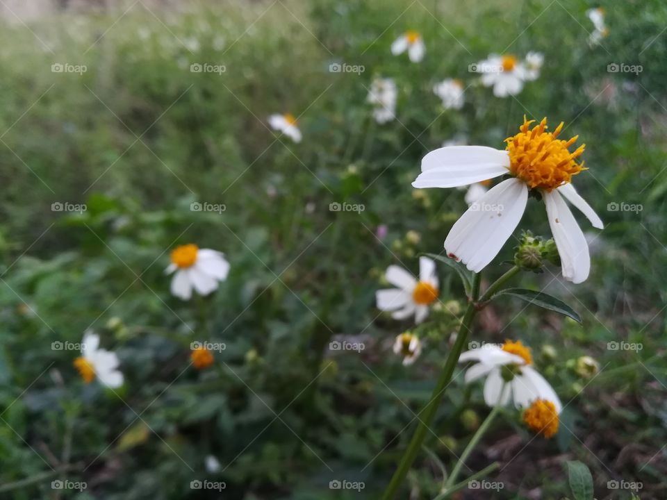 white flowers