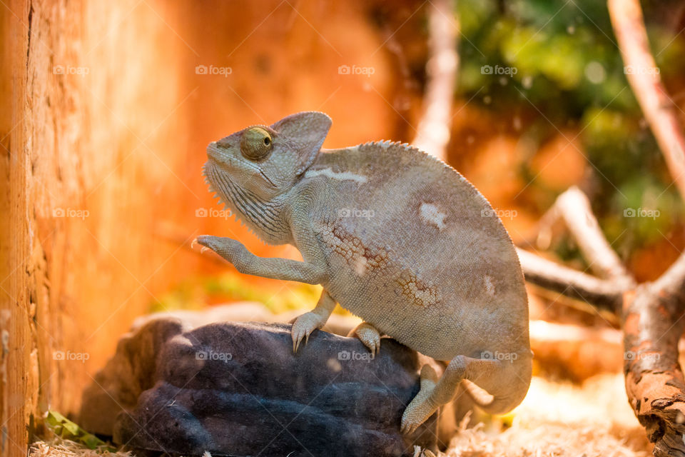 chameleon in terrarium
