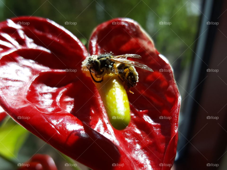 Bee on red flower