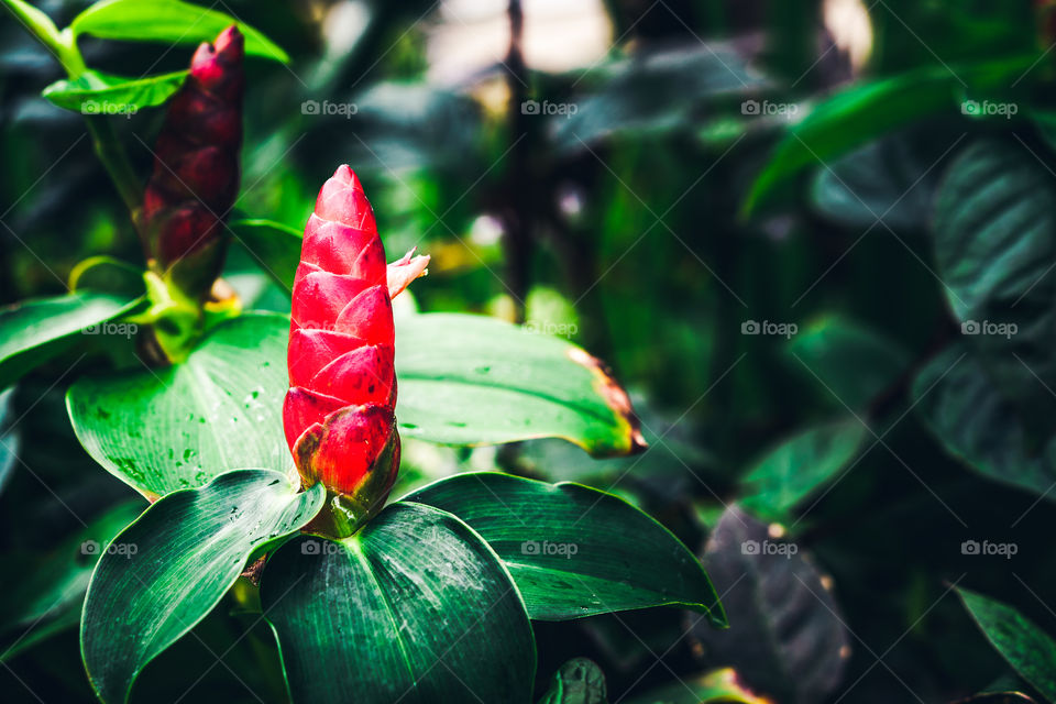 Indian head ginger. Costus specitus or spiked spirlaflag ginger or indian head ginger
