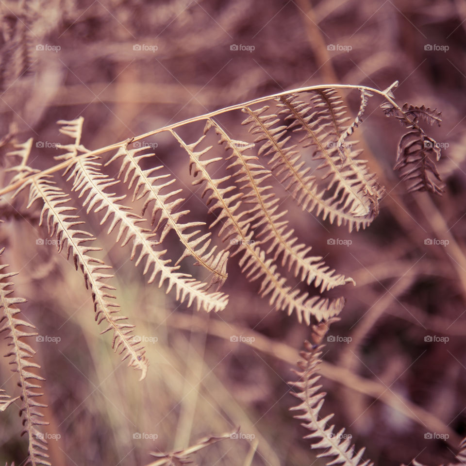 Nature, No Person, Pattern, Closeup, Flora