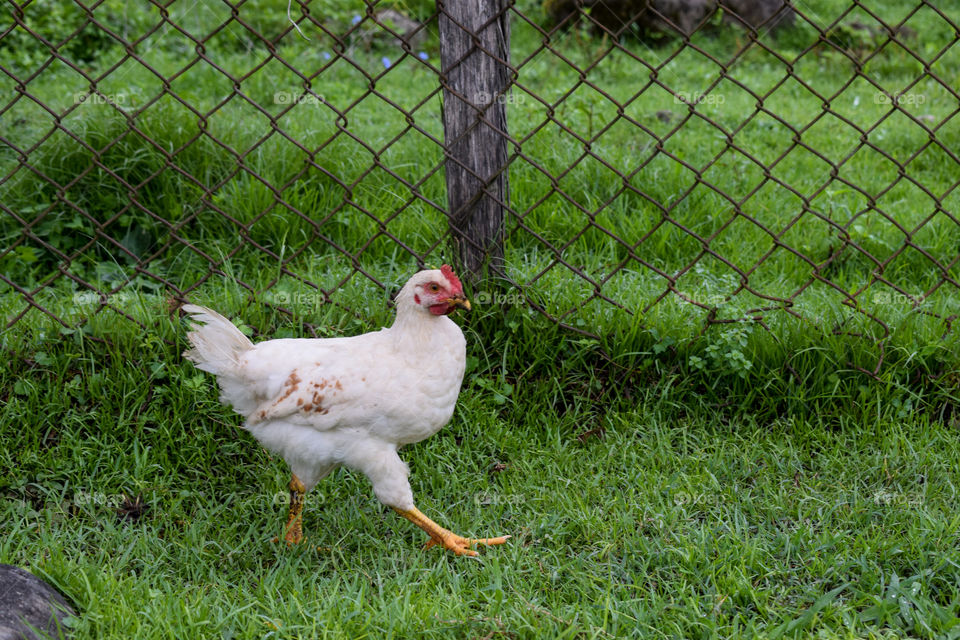 Chicken in the village