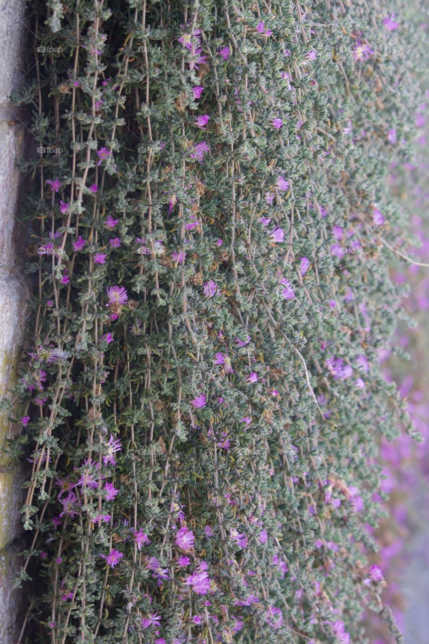 Flower wall