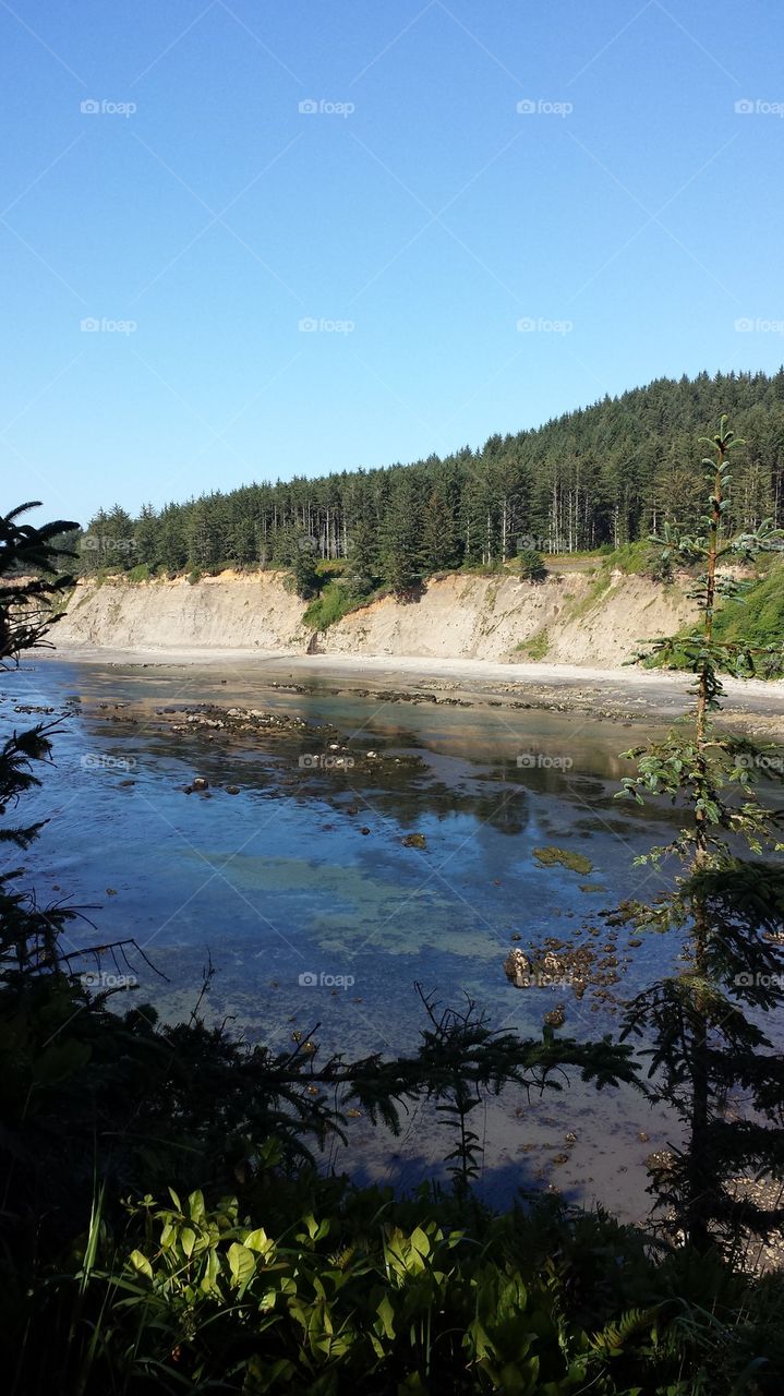 Cape Arago Beach Seal pup Area.