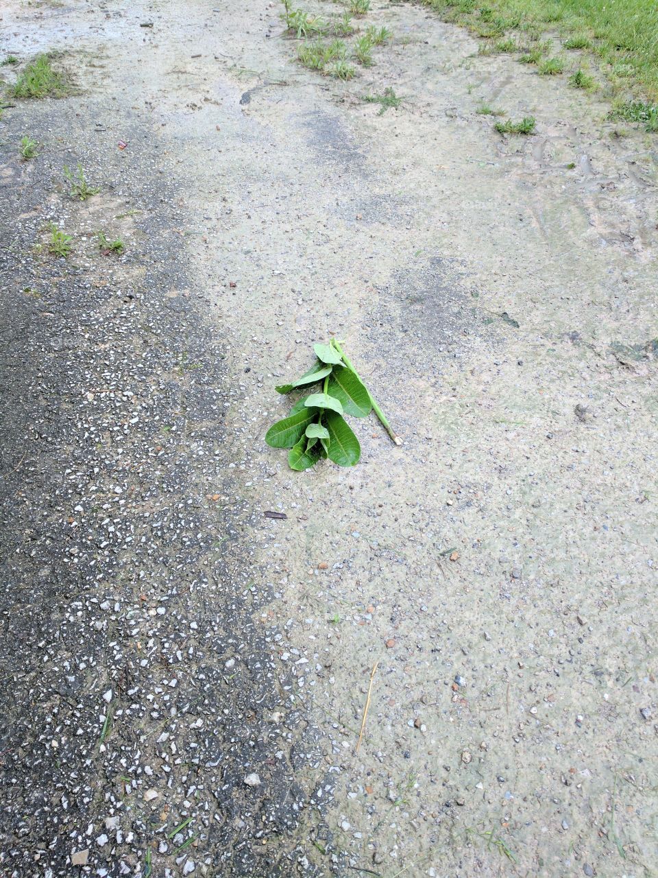 leaf flower