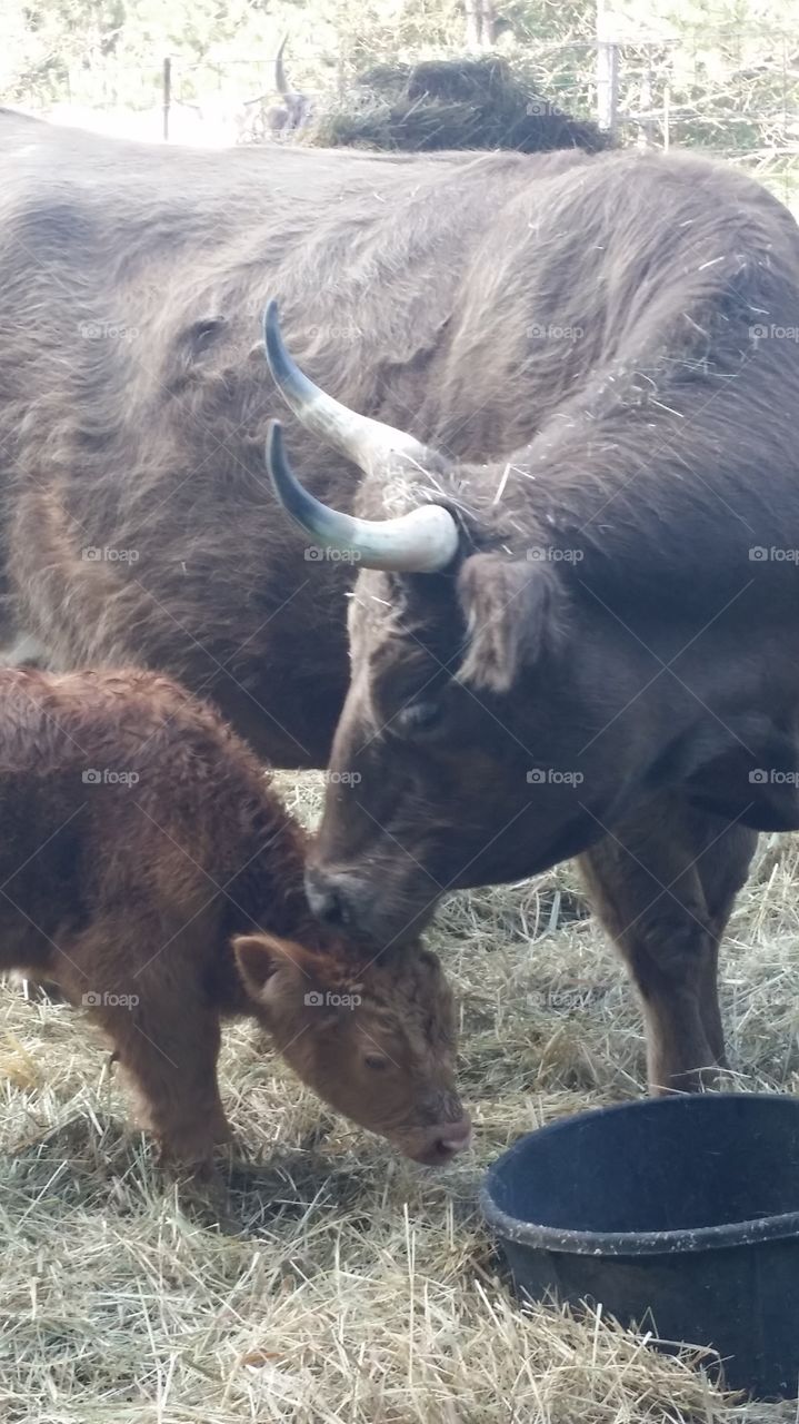 Mama loves me. Baby highlander cow born at our farmette, 4 days old.  highlanders are known for being a very hearty breed.