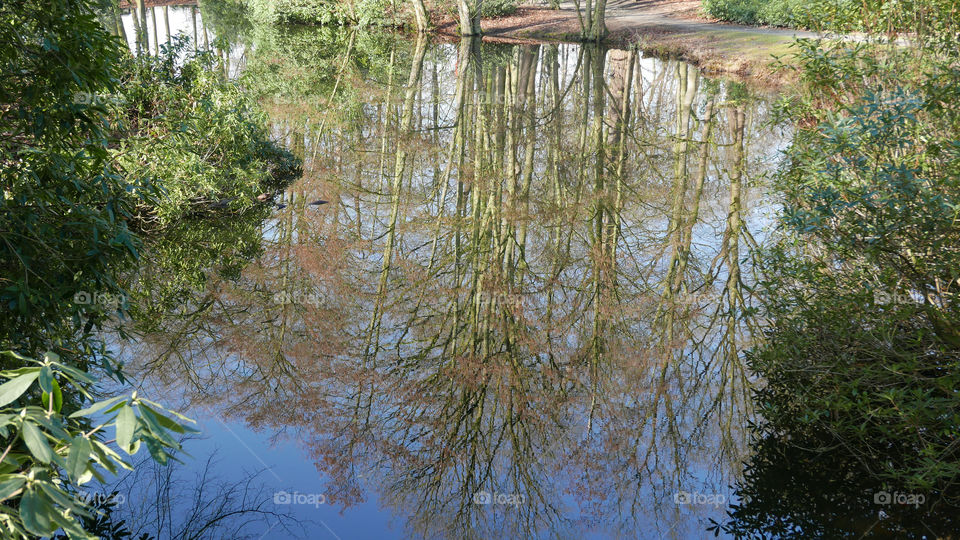 A lake with Reflections of trees in a park in Antwerp, Belgium, march 2018.