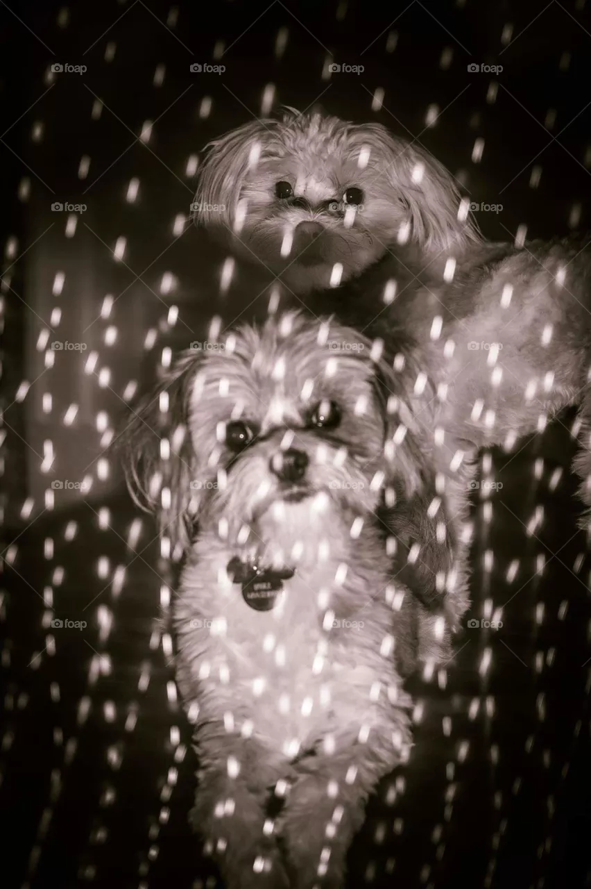 Gothic Dogs